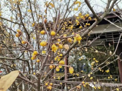 腊梅|一花香十里——蜡梅